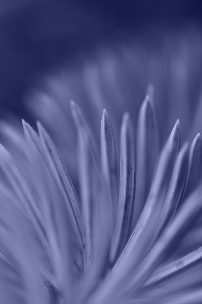 蓝色松树微距照片。美丽的2020年新年或圣诞节背景，具有浅景深。独特的抽象背景。图片下载