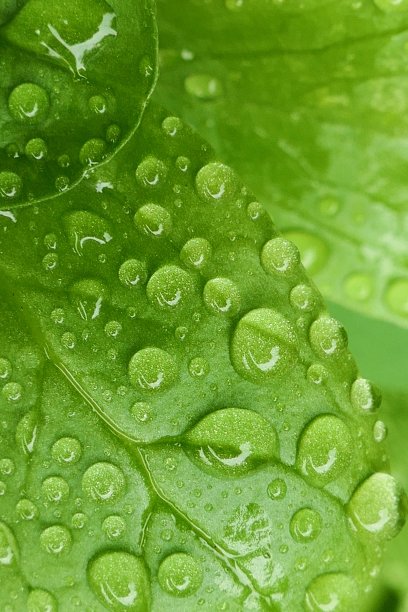 绿叶与水滴特写。绿色植物在大滴背景。图片下载