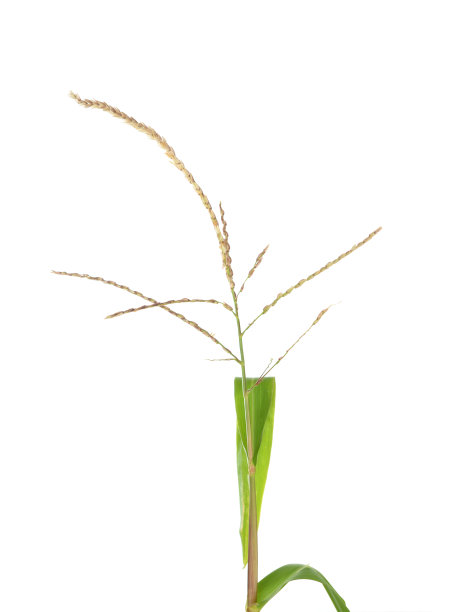 特写镜头玉米花图片下载