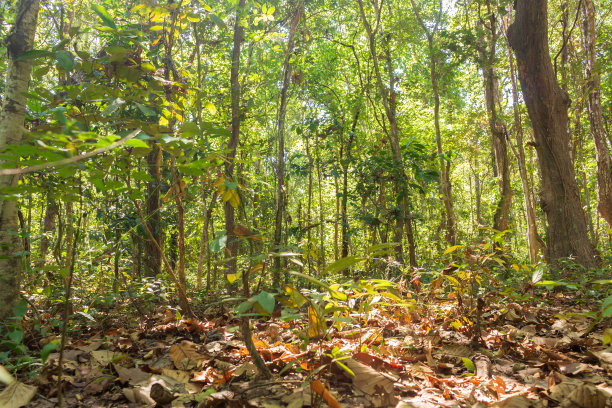 泰国的东南亚森林。图片下载