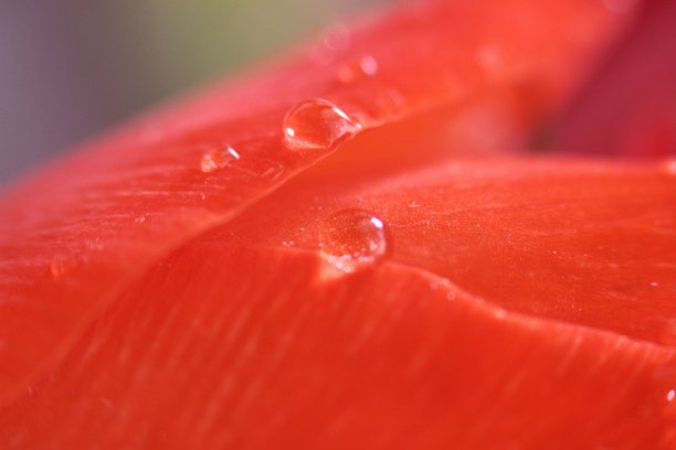 微距摄影花瓣。图片下载