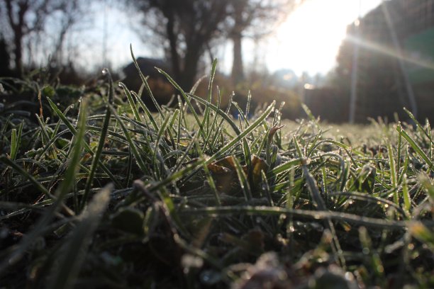 Gras晨露冰图片下载