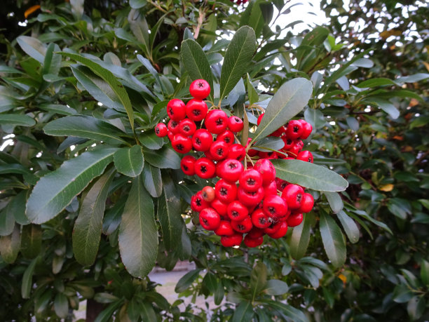火棘树坚果红色照片图片下载