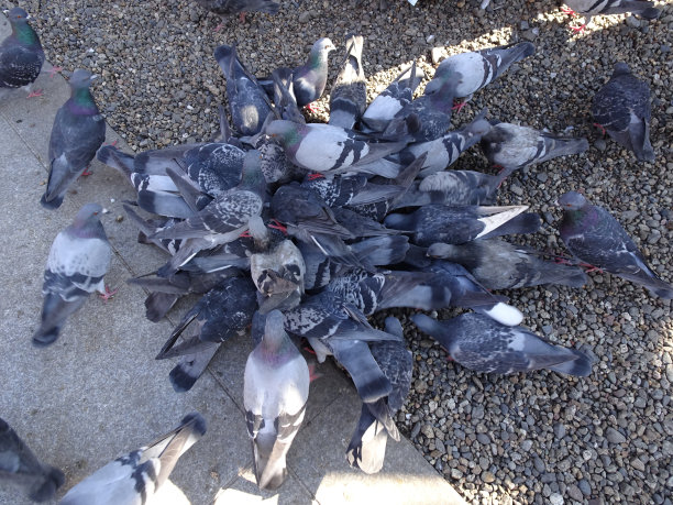 诱饵上收集了许多鸽子的照片图片下载