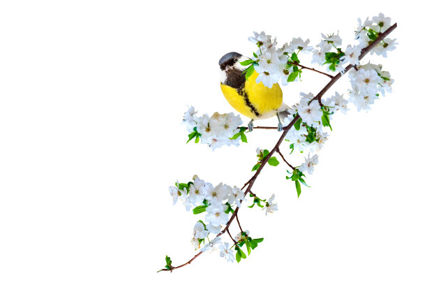 春天的大自然和可爱的小鸟。白色背景。孤立的鸟和树枝。图片下载