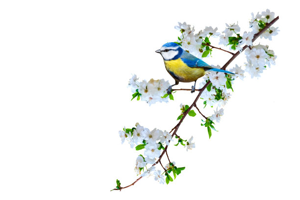 春天的大自然和可爱的小鸟。白色背景。孤立的鸟和树枝。图片下载