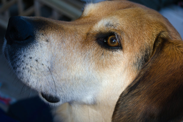 近距离的狗的头-鹞猎犬交叉金毛寻回图片下载