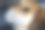 近距离的狗的头-鹞猎犬交叉金毛寻回图片下载