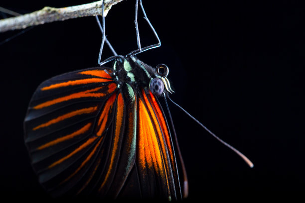 特写的美国蝴蝶与橙色斑点图片下载