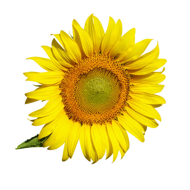 美丽的单向日葵盛开孤立在白色的背景图片下载