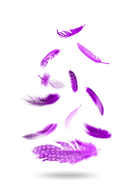 飞翔的羽毛颜色。孤立在白色背景上。图片下载