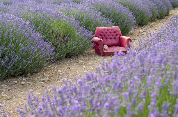 薰衣草农场里的红色沙发图片下载