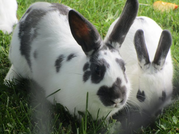 可爱的兔子图片素材ID：349122978