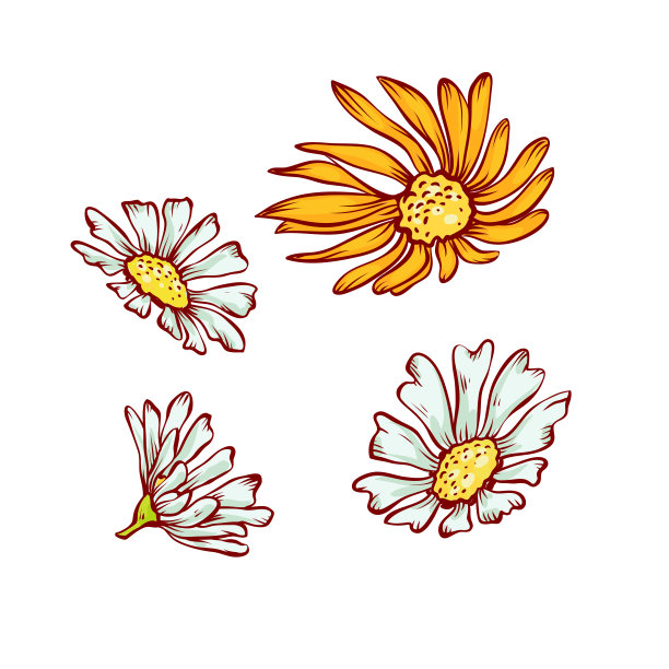 洋甘菊白、黄花向量素描等高线插图。图片下载