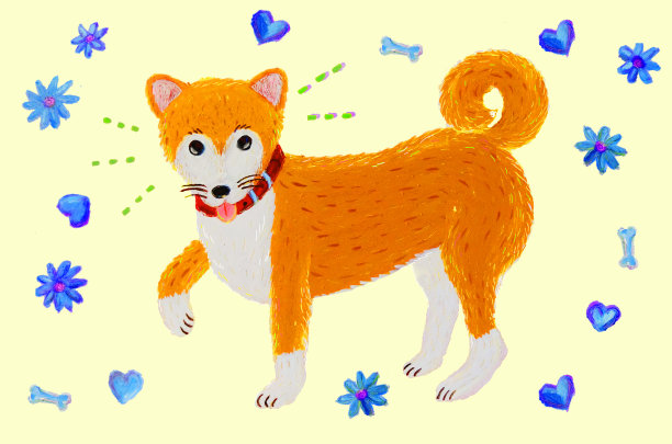 可爱的日本柴犬与白色的背景图片下载