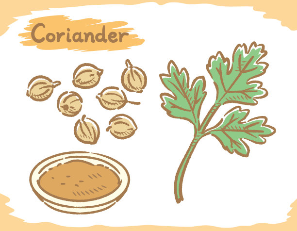 芫荽种子和植株分离在白色上。图片下载