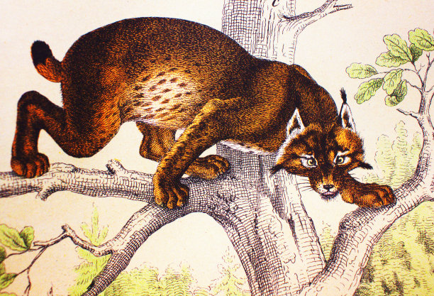《动物历史》中的猞猁，由舒伯特/科恩(Shubert/Korn)著，1880年，圣彼得堡图片下载