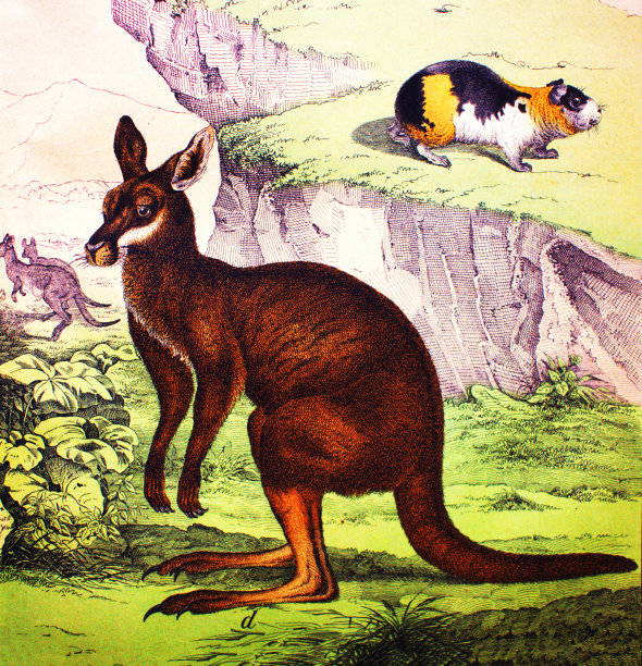 《动物历史》中的袋鼠，舒伯特/科恩，1880年，圣彼得堡图片下载