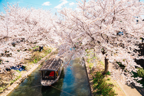 日本京都春日樱花游船图片下载