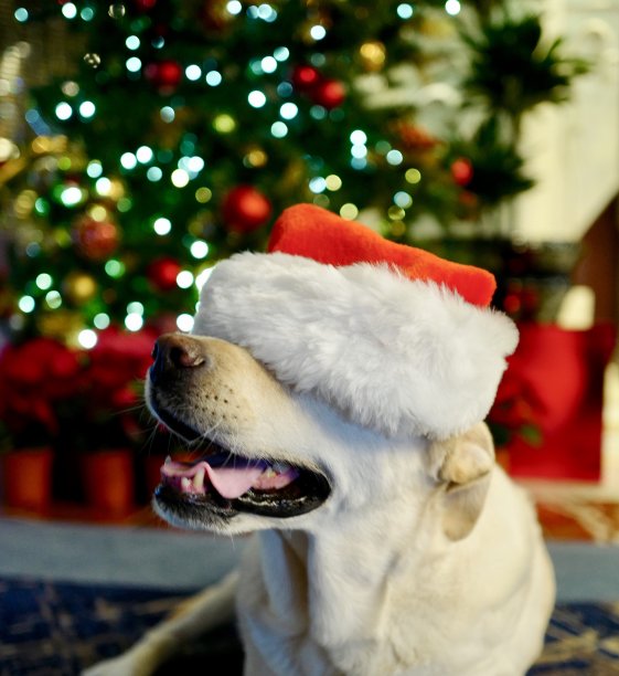 圣诞狗狗图片下载