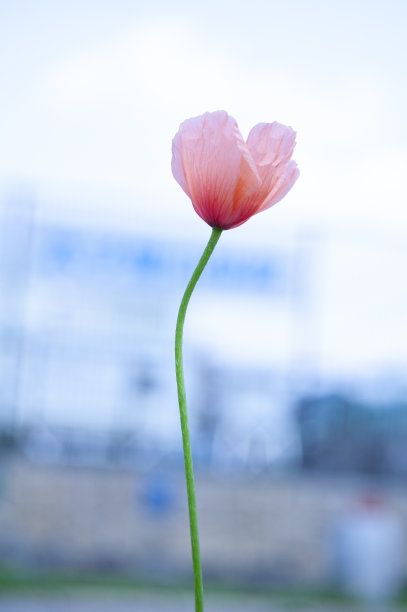 美丽的春罂粟花在日本盛开图片下载