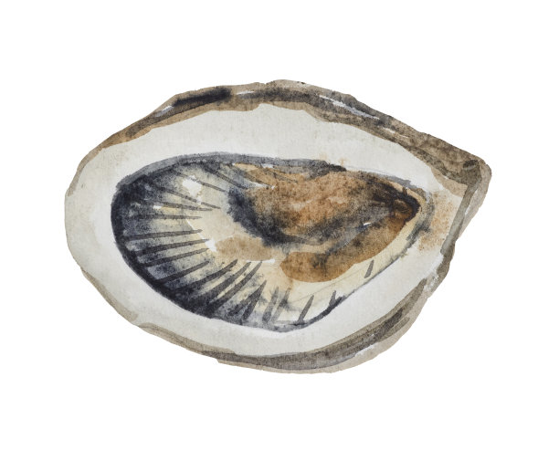 水彩牡蛎图片下载