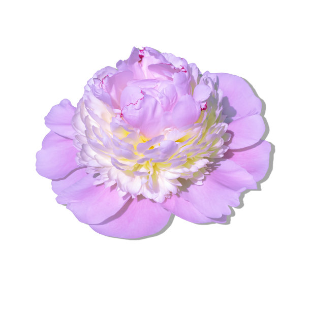 时尚美丽的淡红黄色牡丹孤立在白色的背景。图片下载