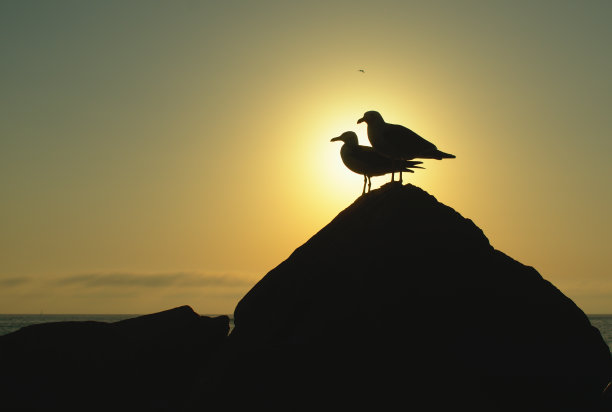 信天翁轮廓图片下载