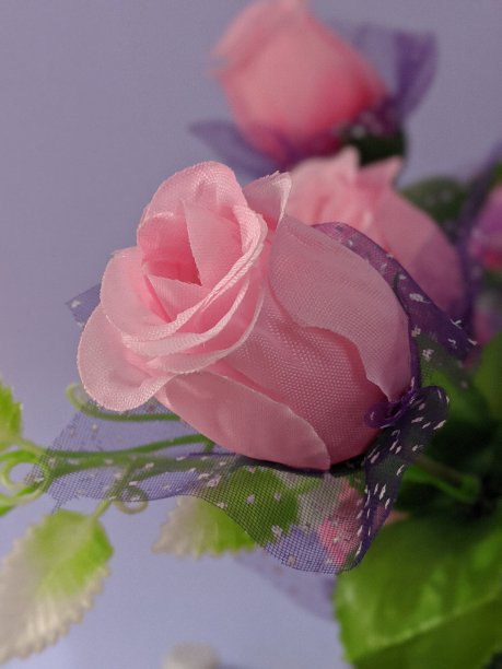 头状花序图片下载