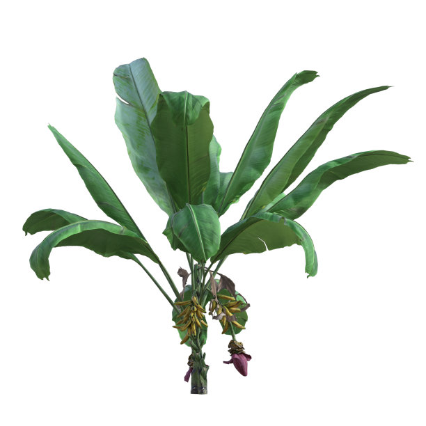 香蕉树孤立在白色，3d渲染。图片下载