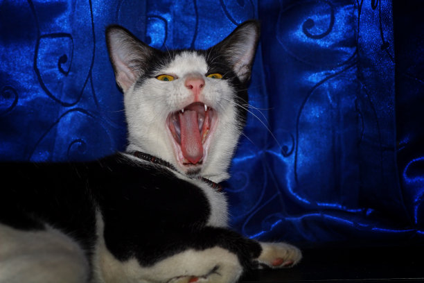 黑色的猫图片下载