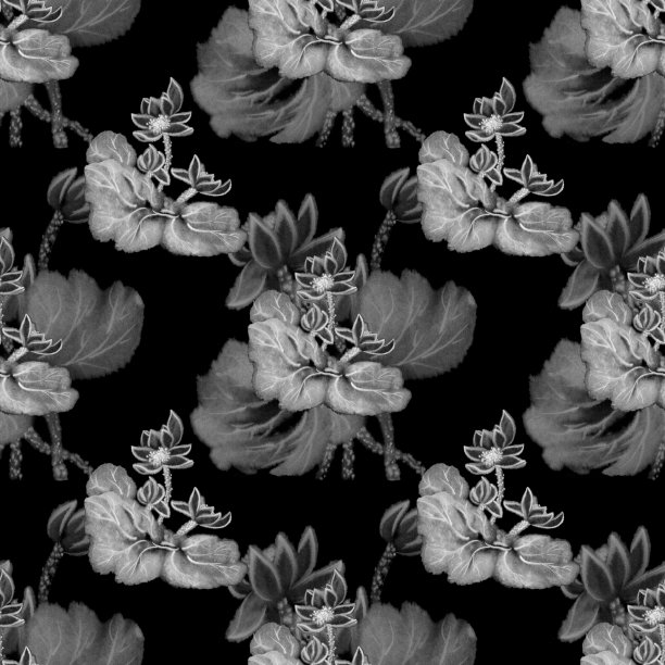 荷花图案上的黑色背景。莲花、墨水的形象。手工墨荷花在白色的背景。日本传统水墨画。图片下载