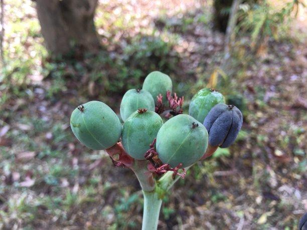 圆形的绿色果实的花图片下载