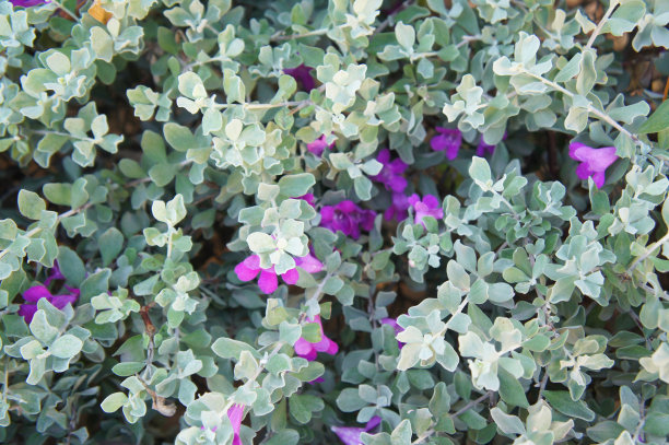 白叶绿云或德州鼠尾草灌木背景图片下载