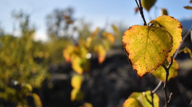 黄色和绿色的秋天树叶。图片下载