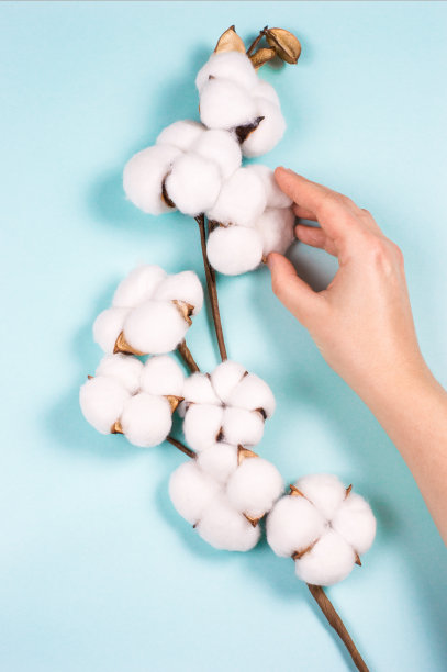 蓝色背景上的女人手里的白色柔软的棉枝图片下载