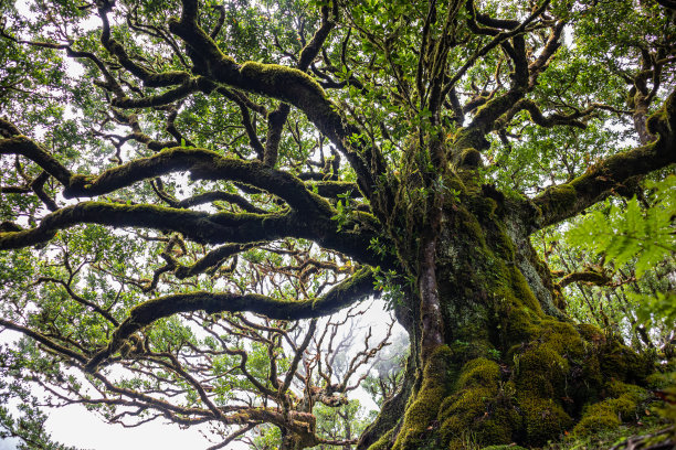 神秘的古老月桂树覆盖着多年生苔藓。Laurisilva森林。葡萄牙马德拉岛。图片下载