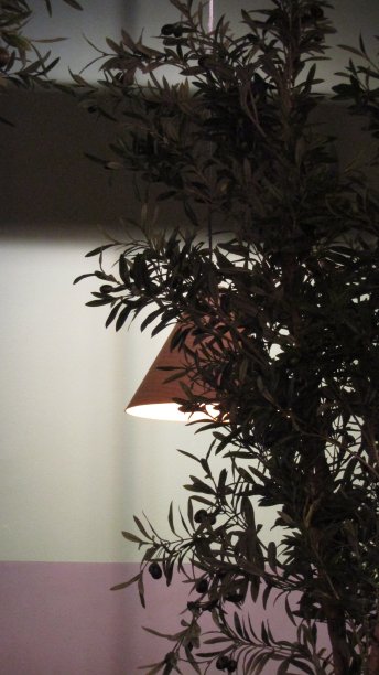 光和植物图片下载