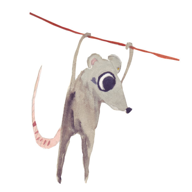 一只可爱的大眼睛灰色老鼠(老鼠)是2020的象征，游泳后在绳子上晾干。图片下载