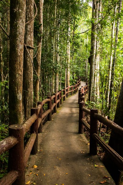泰国国家公园的人行道。图片下载