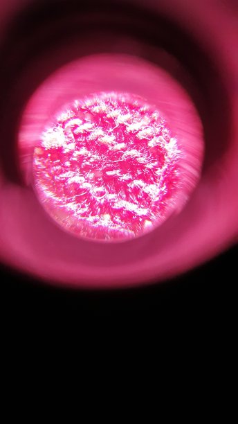 红棉显微视图图片下载