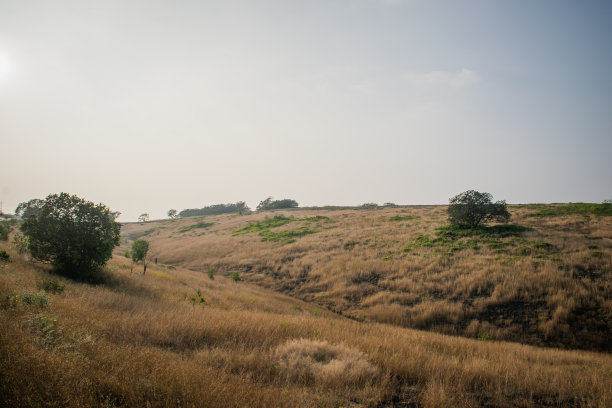 这是一张在印度有树的丘陵草原的照片图片下载