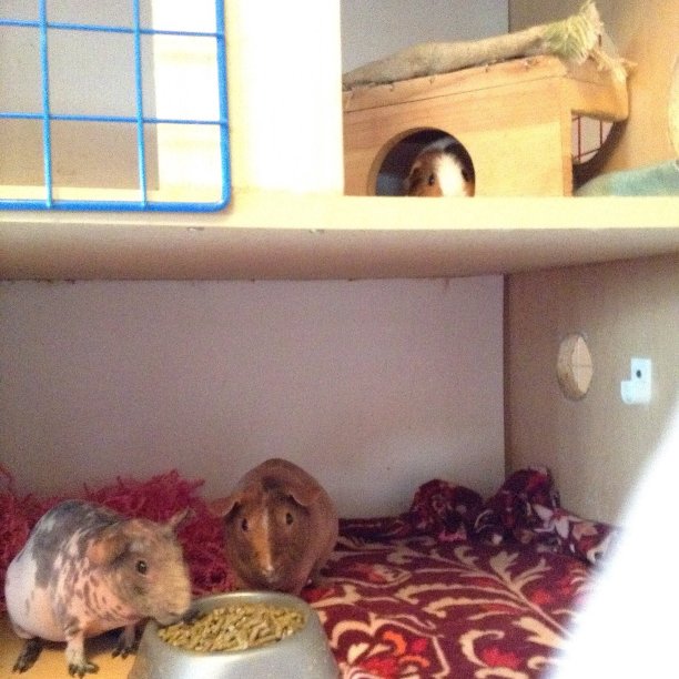 在小猪公寓吃晚餐图片下载