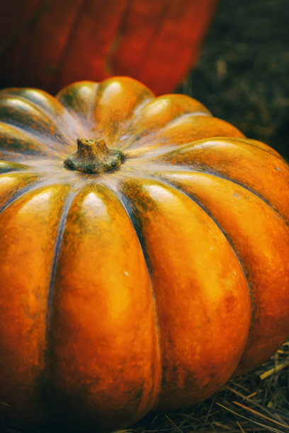 南瓜大肋南瓜特写秋收背景基地图片下载