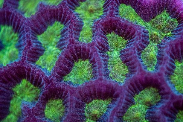 这是一张漂亮的脑珊瑚的微距照片。图片下载