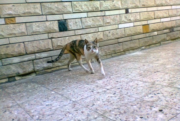 哦！你说吃的？图片下载