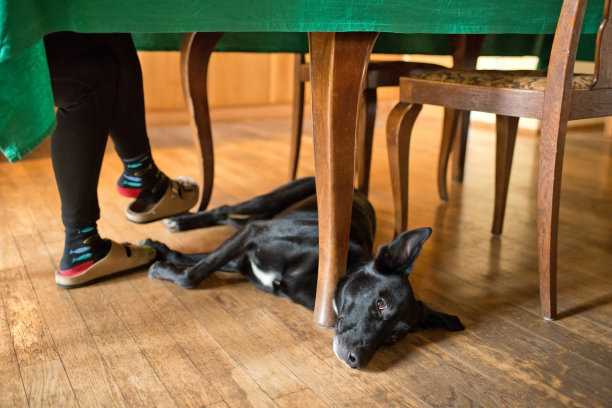 狗躺在桌子下面的地上。图片下载