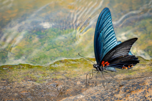 美丽的蝴蝶在石头上的自然瀑布图片下载