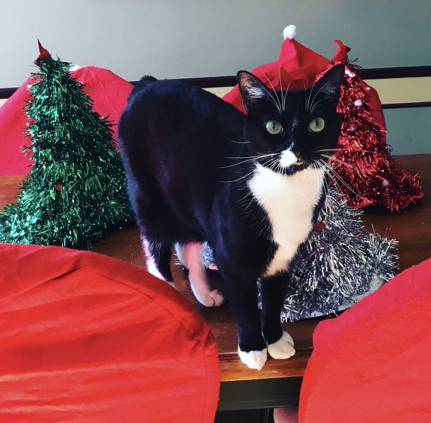 圣诞礼服的猫图片下载