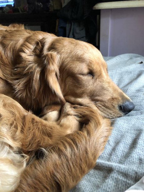 金毛猎犬图片下载